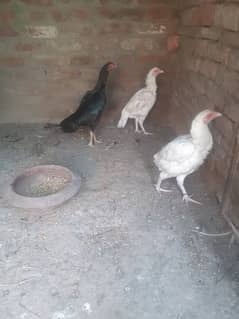 3 quality aseel hens heera aseel or thai