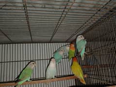 Rosicolli Opline Lovebirds 5 to 7 pair