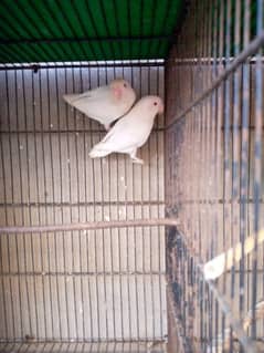 Albino red eye pair