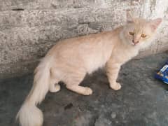 Persian Male Cat. for Sale 0