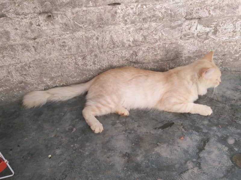 Persian Male Cat. for Sale 1