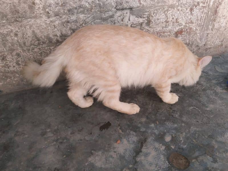 Persian Male Cat. for Sale 3