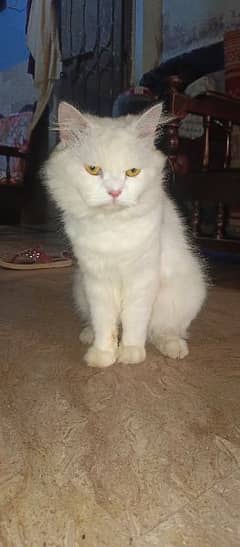 Persian cat 0