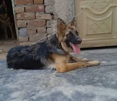 garman shepherd breeder female for sale