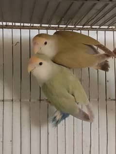 lovebirds