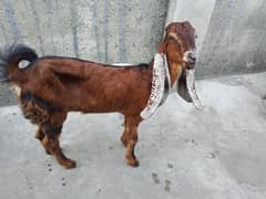 Bakri