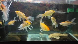 High fin Gold Fish Size 8 inch