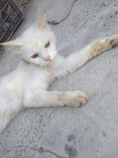 Persian female cat for sale