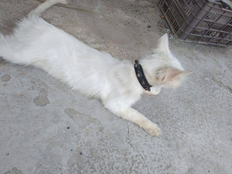 Persian female cat for sale 2