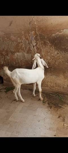 GULABI CROSS PATH GABBAN HOME BREED 0