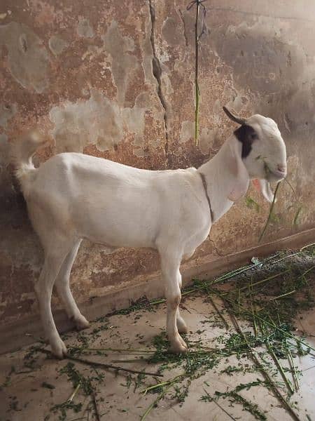 GULABI CROSS PATH GABBAN HOME BREED 3