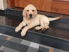 out class show quality labrador 3months male pup