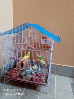 budgie's For sale