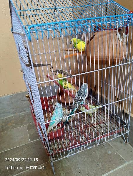 budgie's For sale 2