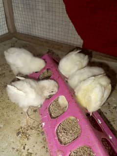 Heera aseel chicks for sell