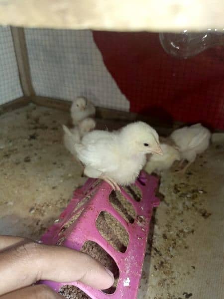 Heera aseel chicks for sell 1