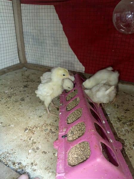 Heera aseel chicks for sell 2