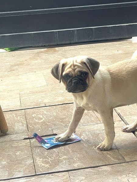 pug/ pug puppy for sale / Non pedigree Mother and 2 puppies For Sale 1