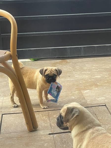 pug/ pug puppy for sale / Non pedigree Mother and 2 puppies For Sale 2