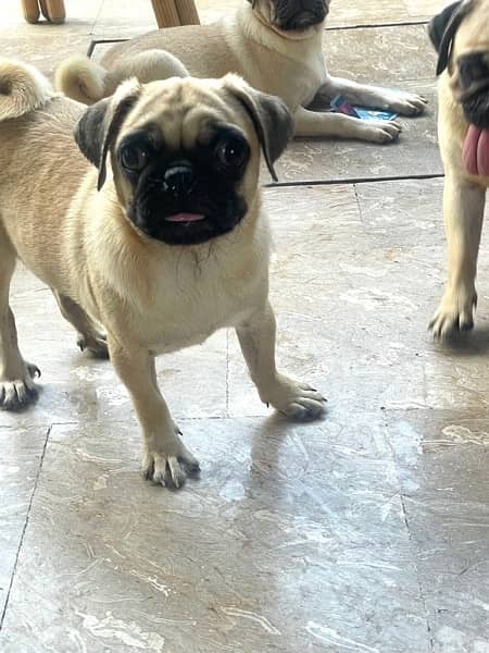 pug/ pug puppy for sale / Non pedigree Mother and 2 puppies For Sale 3