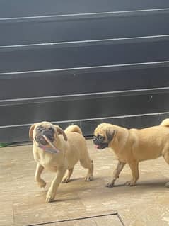 Pug puppies for sale /Non pedigree Mother and 2 puppies