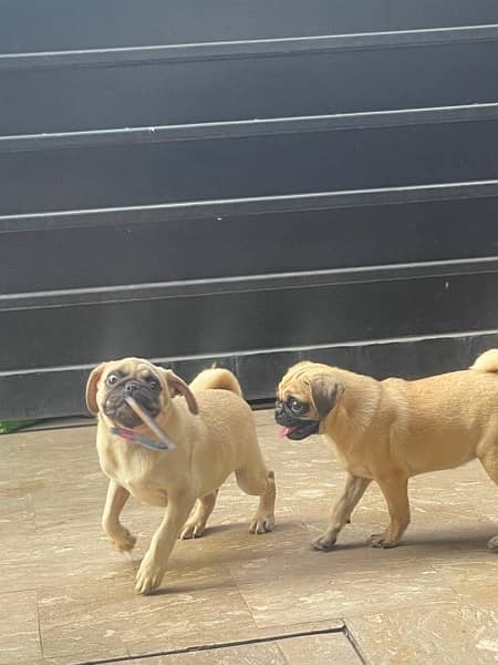 pug/ pug puppy for sale / Non pedigree Mother and 2 puppies For Sale 4