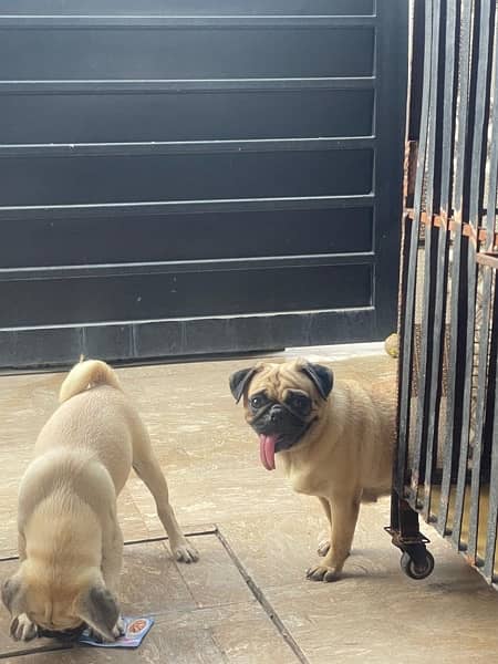 pug/ pug puppy for sale / Non pedigree Mother and 2 puppies For Sale 7