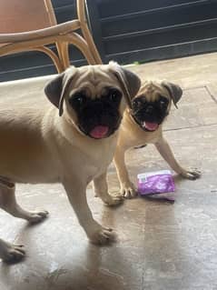 pug/ pug puppy for sale / Non pedigree Mother and 2 puppies For Sale