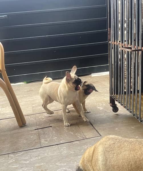 pug/ pug puppy for sale / Non pedigree Mother and 2 puppies For Sale 10