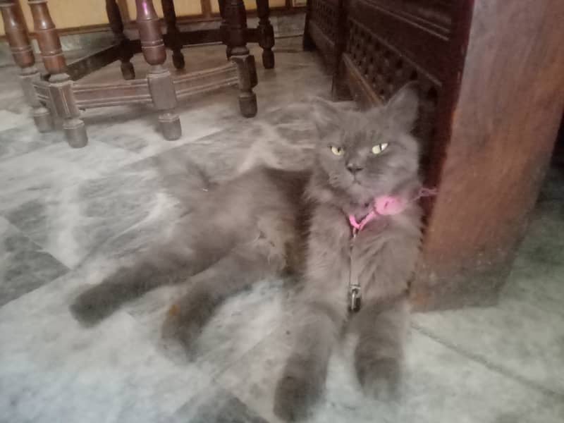 Black persion cat for sale pure persion 8 month age 3