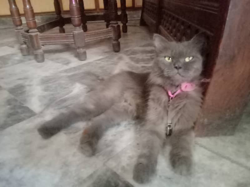 Black persion cat for sale pure persion 8 month age 4