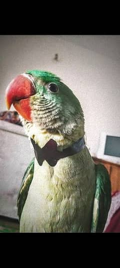 hand tame friendly talktive parrot for sale , 0