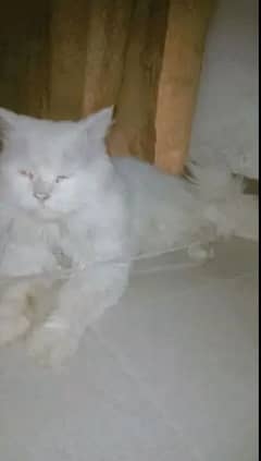 Persian male cat 5000