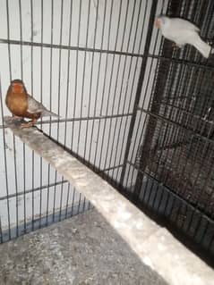 Vip Mutation Male Orange Finch for sell