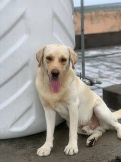 labra dog Age 2 year golden colour