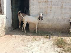 Bakra For sell