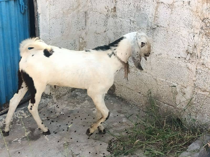 Bakra For sell 1