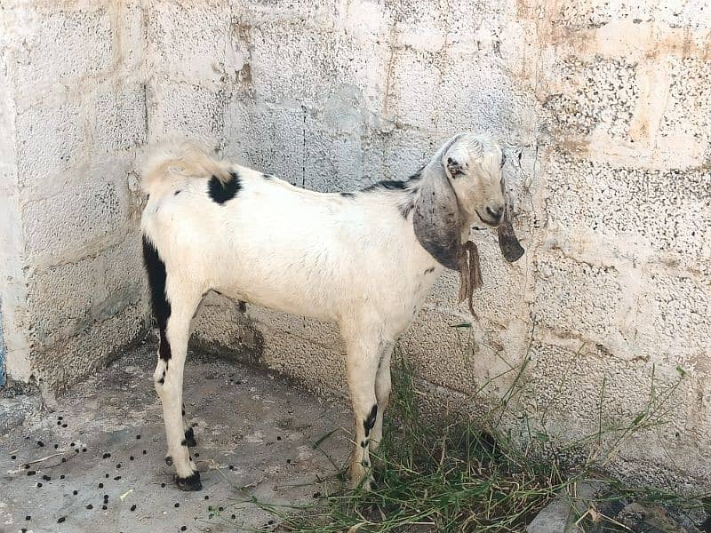 Bakra For sell 2