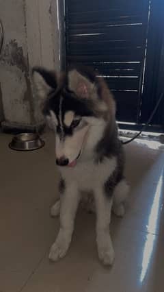 High quality siberian husky for sale