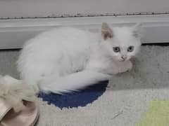 Persion Cat (Female Kitten 3 Months)