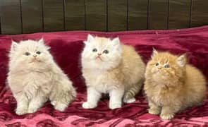 PERSIAN KITTEN FOR SALEE ONLY CONTACT PHONE AND WHATUP 0