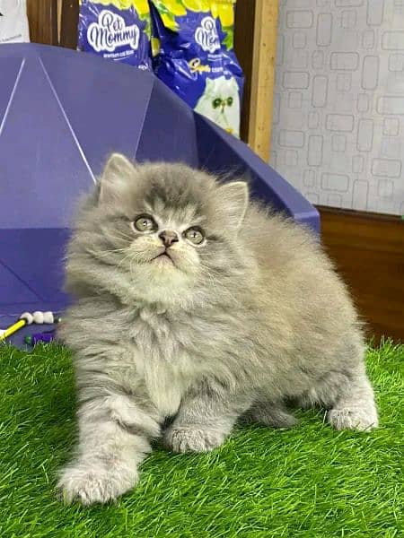 PERSIAN KITTEN FOR SALEE ONLY CONTACT PHONE AND WHATUP 3