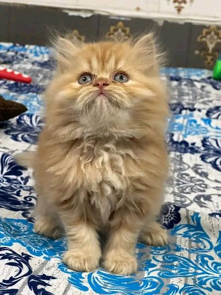 PERSIAN KITTEN FOR SALEE ONLY CONTACT PHONE AND WHATUP 4