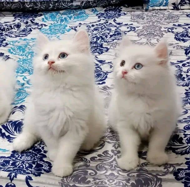 PERSIAN KITTEN FOR SALEE ONLY CONTACT PHONE AND WHATUP 5