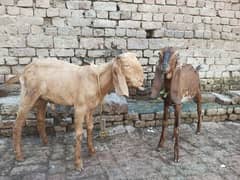 Desi 2Bakra and 1 bakri