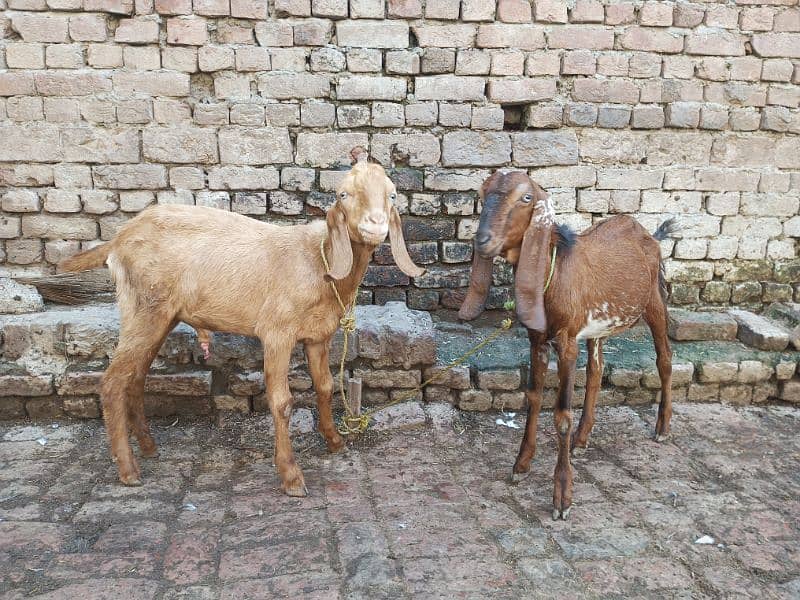 Desi 2Bakra and 1 bakri 1