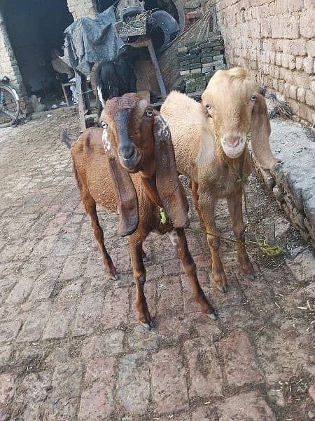 Desi 2Bakra and 1 bakri 2