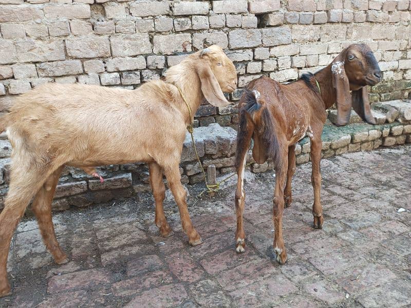 Desi 2Bakra and 1 bakri 3