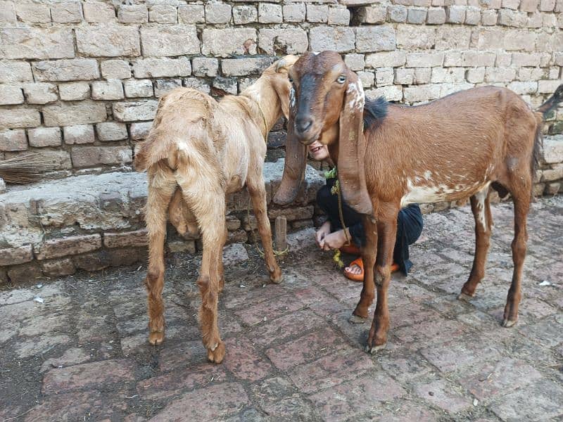 Desi 2Bakra and 1 bakri 4