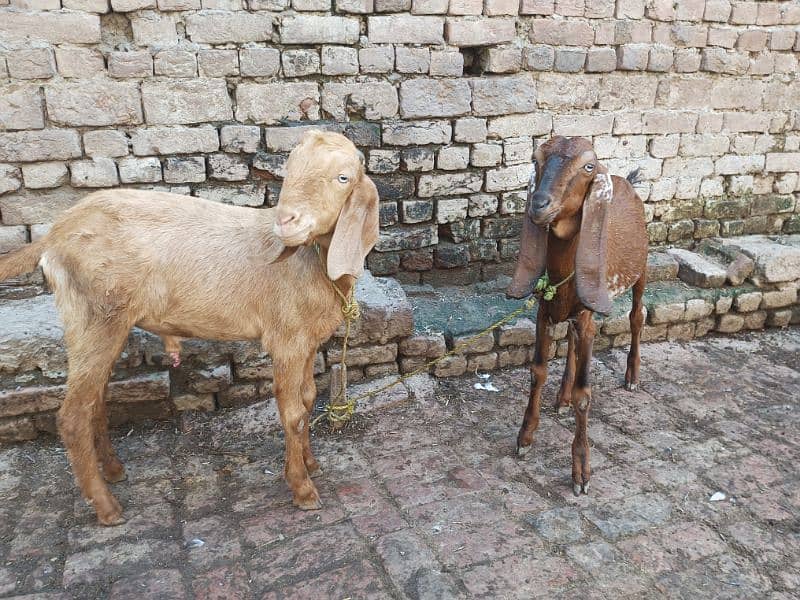 Desi 2Bakra and 1 bakri 5